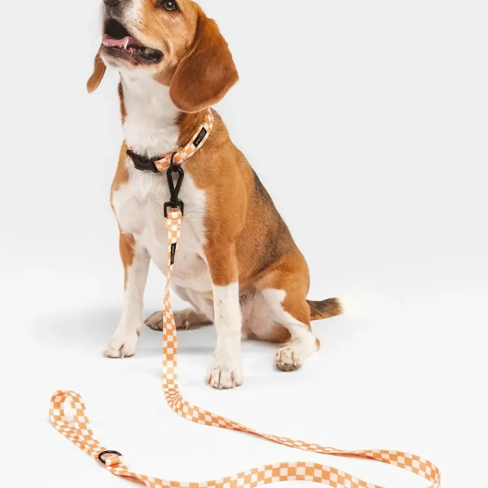 Laisse courte en damier orange