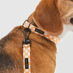 Laisse courte en damier orange