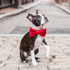 Nœud papillon pour chien en velours