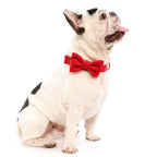 Nœud papillon pour chien en velours