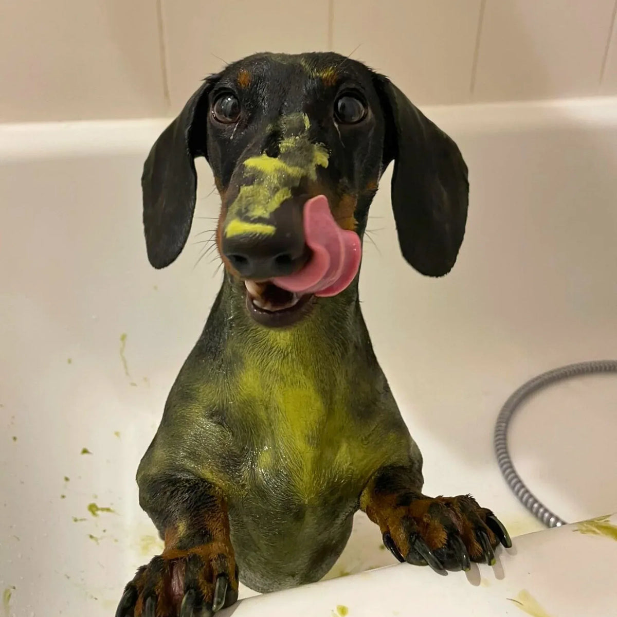 Masque purifiant à l'argile verte & aloe vera pour chien
