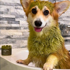 Masque purifiant à l'argile verte & aloe vera pour chien