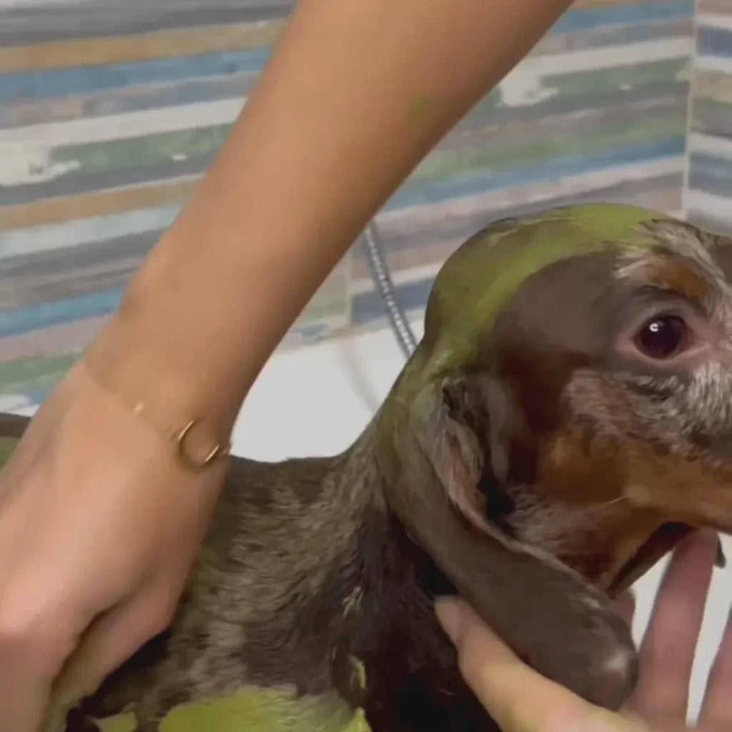 Masque purifiant à l'argile verte & aloe vera pour chien