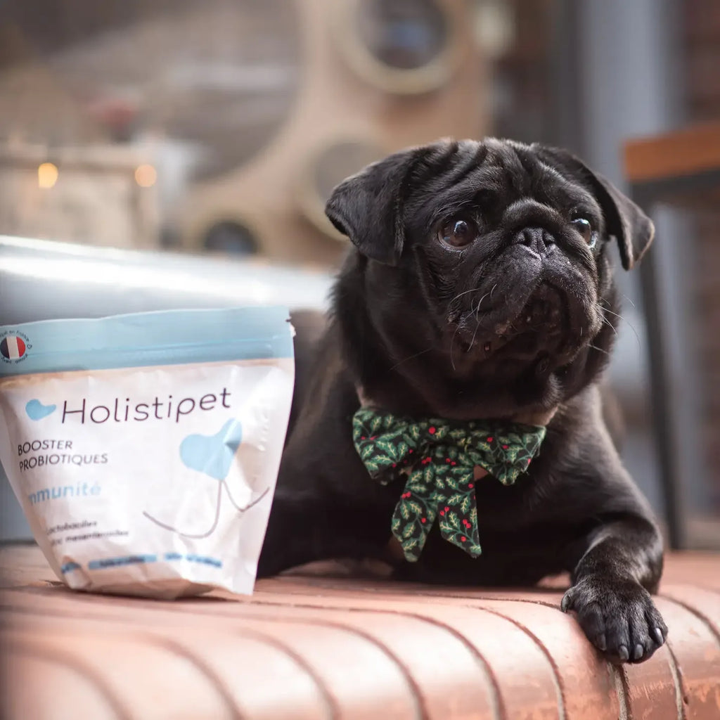 Probiotique pour chien