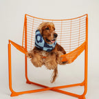 Snood pour chien Blue Flowers