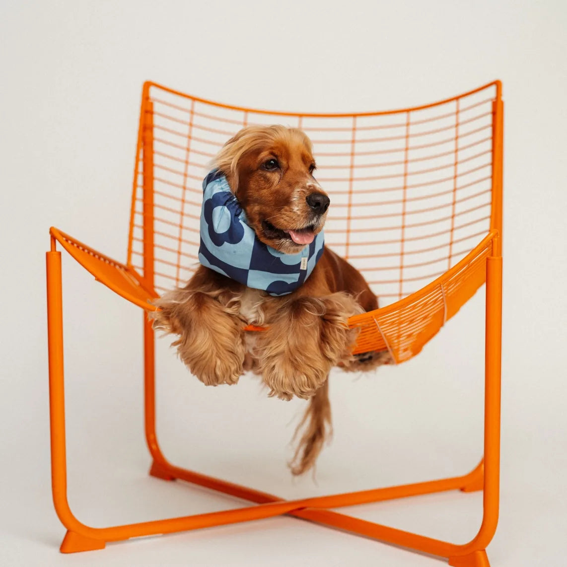 Snood pour chien Blue Flowers