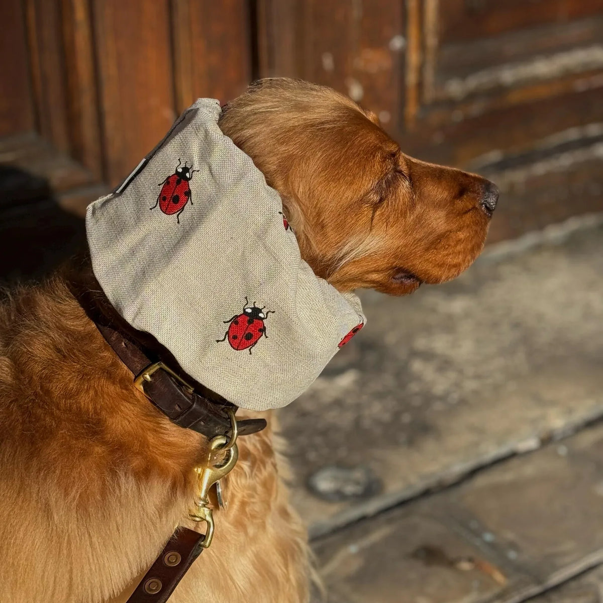 Snood Coccinelle