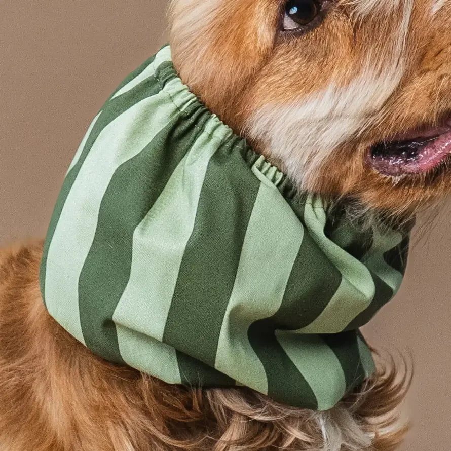 Snood pour chien à rayures vertes