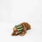Snood pour chien à rayures vertes