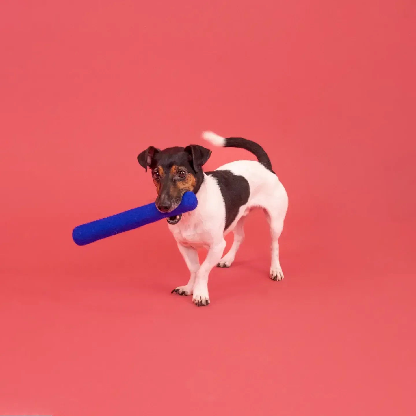 Jouet pour chien en laine - Stock