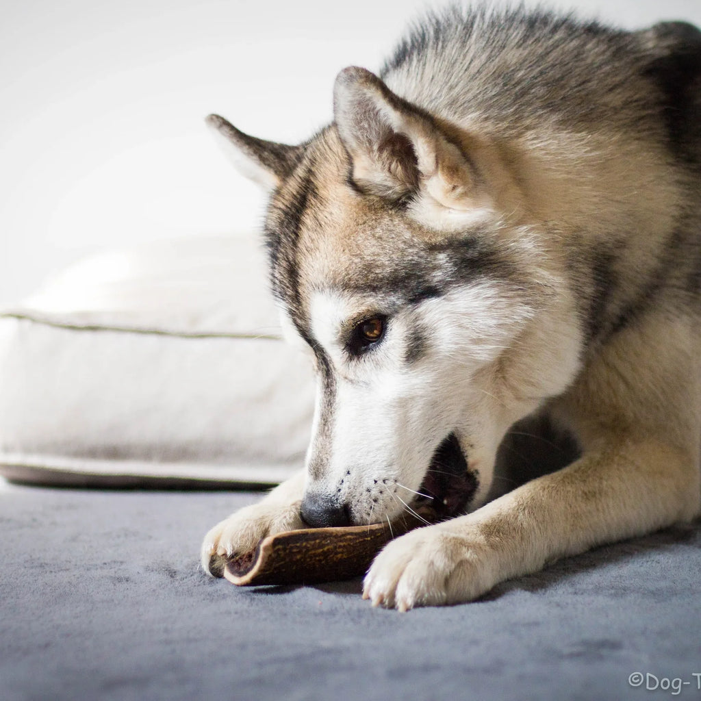 TOBY - Bois de cerf tranché à mâcher pour chien