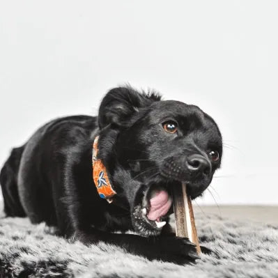 TOBY - Bois de cerf tranché à mâcher pour chien